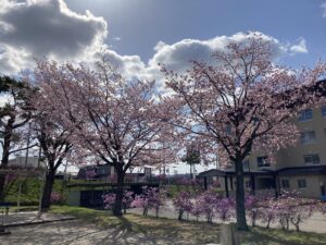 桜とツツジ