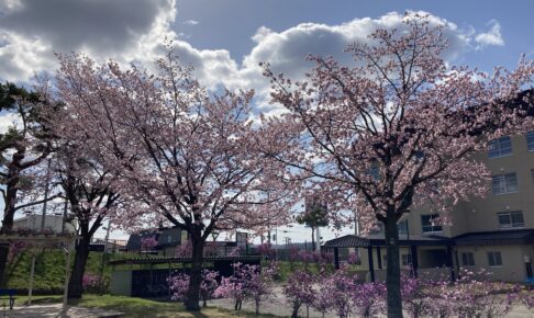 桜とツツジ
