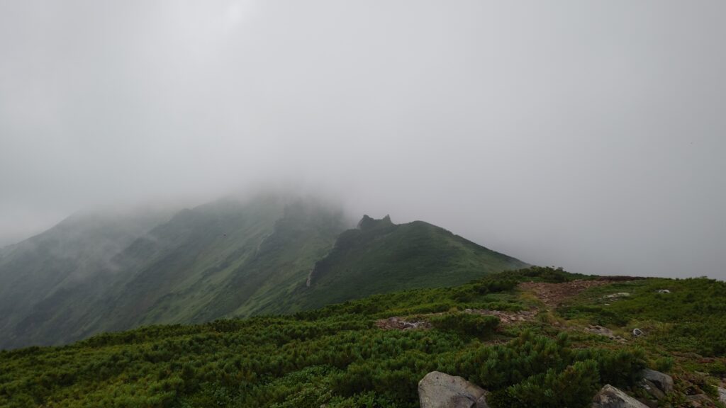 生い茂るハイマツ